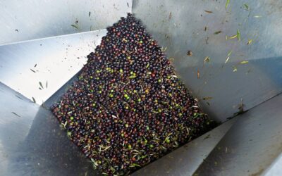 ERP Almazaras: Claves para elegir el eoftware ideal para tu negocio