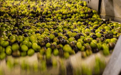 OLEONEWS#2: ¿Tu almazara está preparada para las nuevas normativas de facturación?