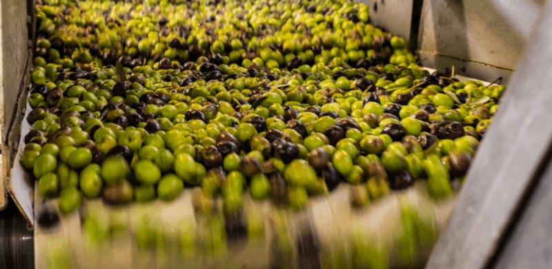 imagen blog almazara