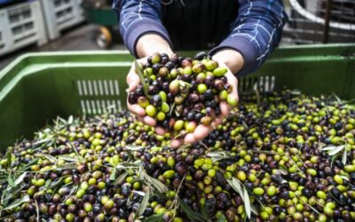 OLEONEWS#1: ¿Cómo afrontan las almazaras el desafío de la digitalización?